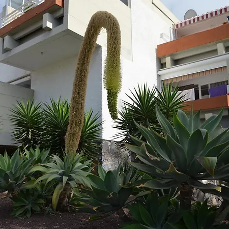 Entero Frontera Primavera Apartament